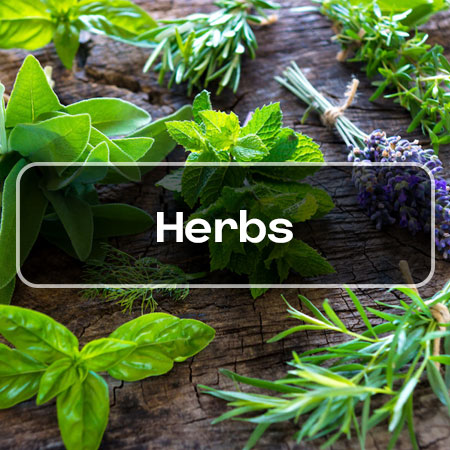 When to Start Herb Seeds in Canada