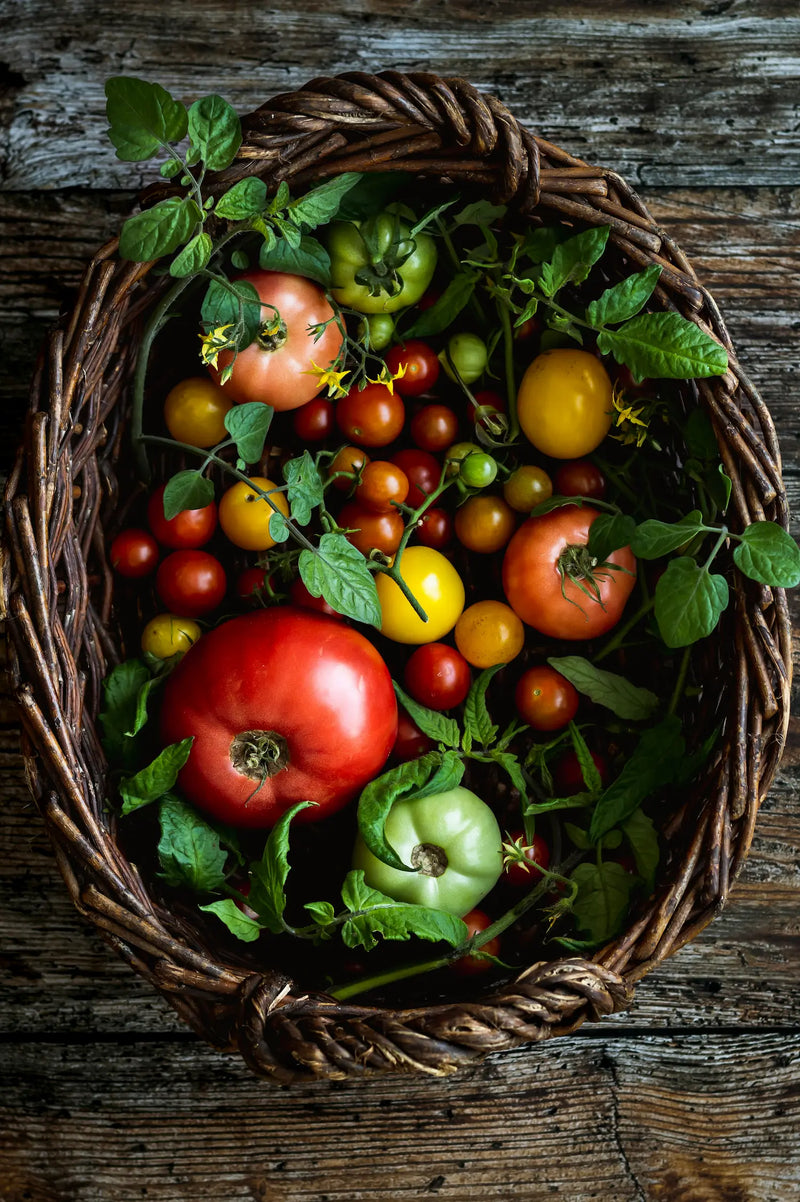 Tomato Seeds