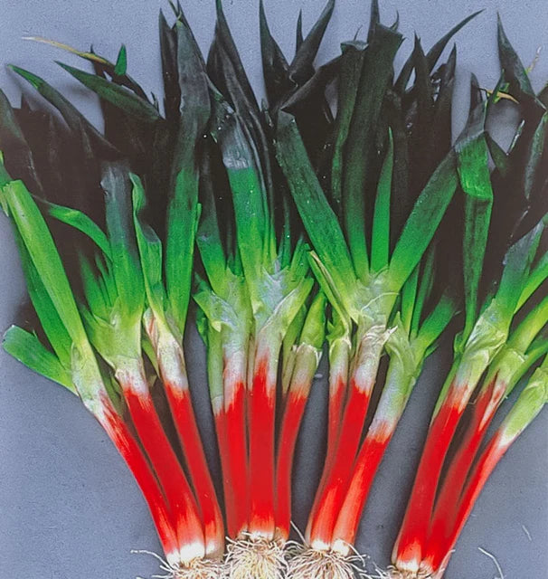 Oignons verts à barbe rouge