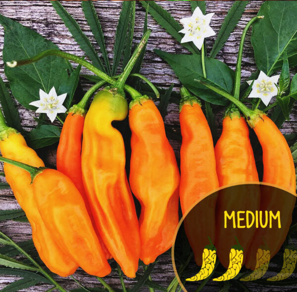 Orange Aji Amarillo chili peppers with green stems and leaves on a wooden surface