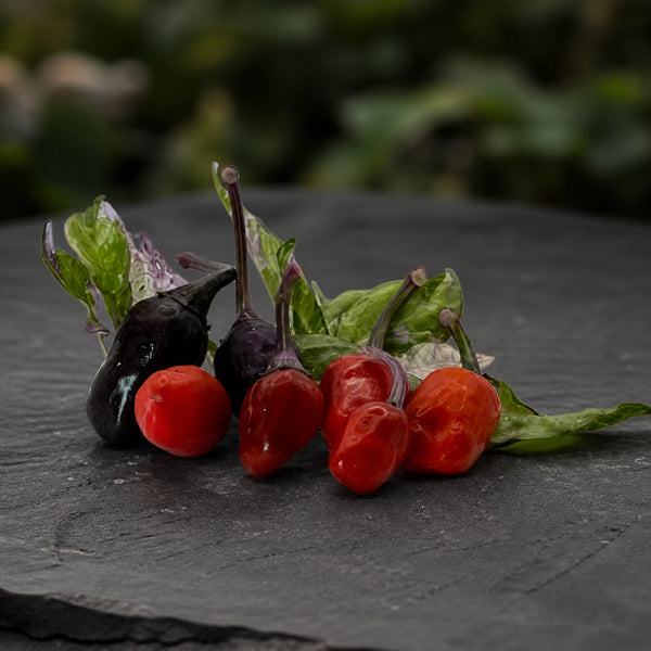 Purple Delight Gephardt x Golden Nugget peppers