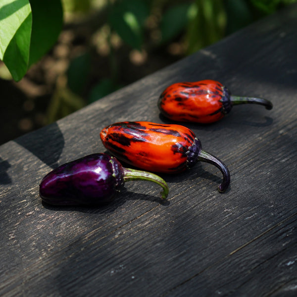 Scorpion Tongue Black peppers