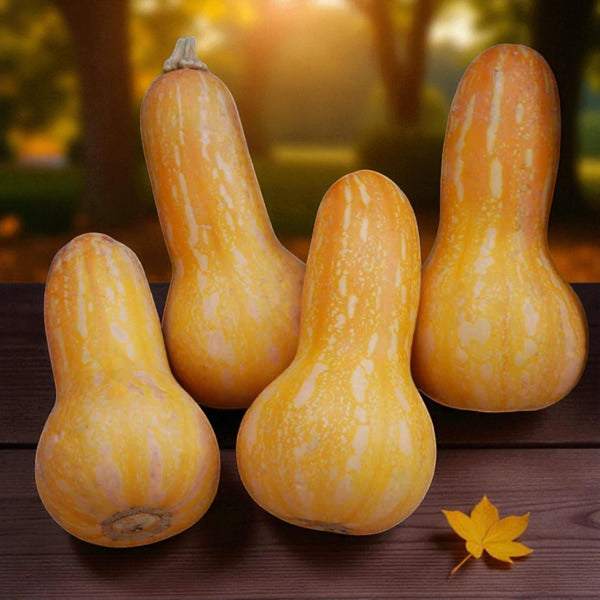 Autumn Gold F1 Seeds - Autumn Gold F1 squash 1