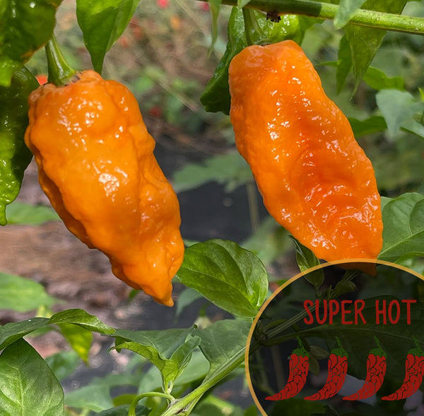 Bhut Jolokia Orange Strain Pepper