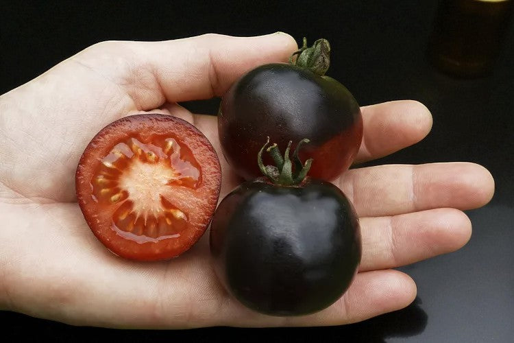 Indigo Rose Tomato seeds Canada - High-antioxidant purple and black cherry tomato seeds - Casa Verde Chef Shop