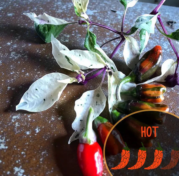 R.H. Lilac UFO x Golden Nugget