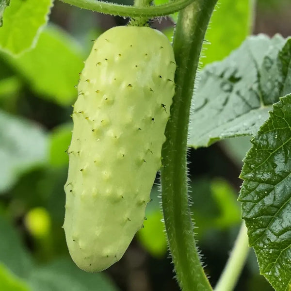 Salt and Pepper Cucumber