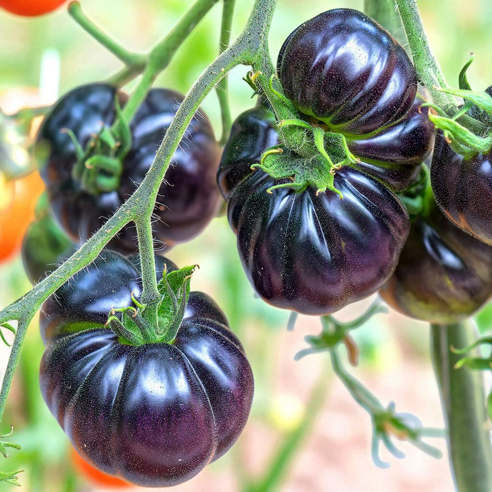 Close-up of dark Black Beauty tomatoes on a vine with a blurred green background