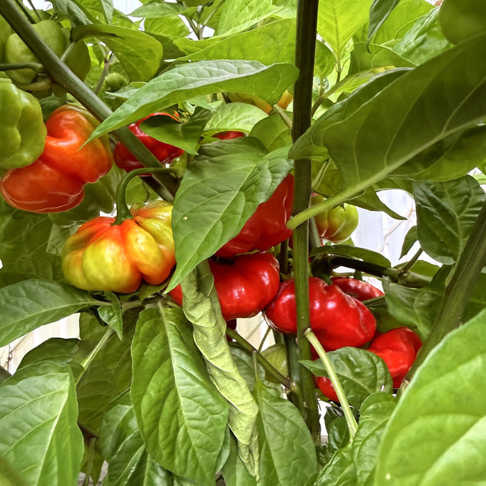 Aji Cachucha peppers ripening from green and yellow to red on the plant