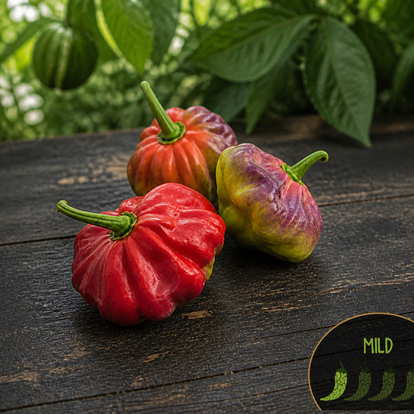 Aji Cachucha peppers with Casa Verde Mild heat-level badge