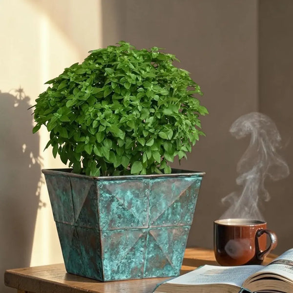 Bonsai Basil Seeds - basil bonsai culinary seed