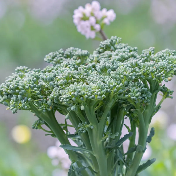 Bella Verde Broccoli