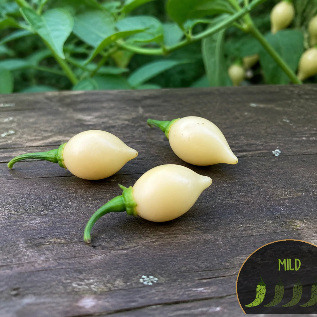 Biquinho White peppers with Casa Verde Mild heat-level badge