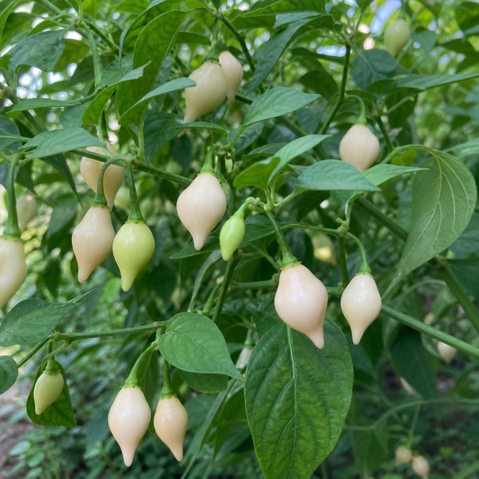 Biquinho White pepper plant with small cream pendant pods ripening on the plant