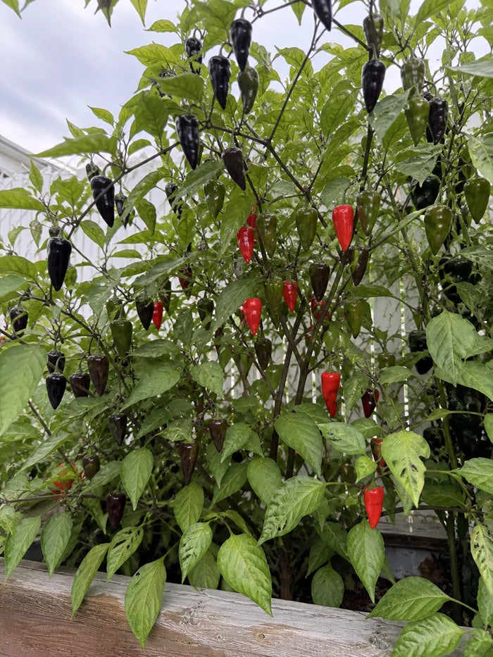 Natural Black Lantern pepper plant growing in a wood garden bed with dark and red pendant pods