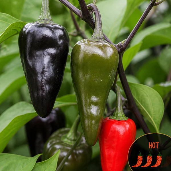 Black Lantern poblano-type peppers with Casa Verde Hot heat-level badge