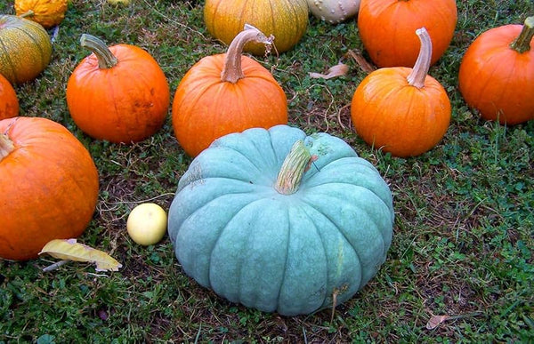 Blue Pumpkin
