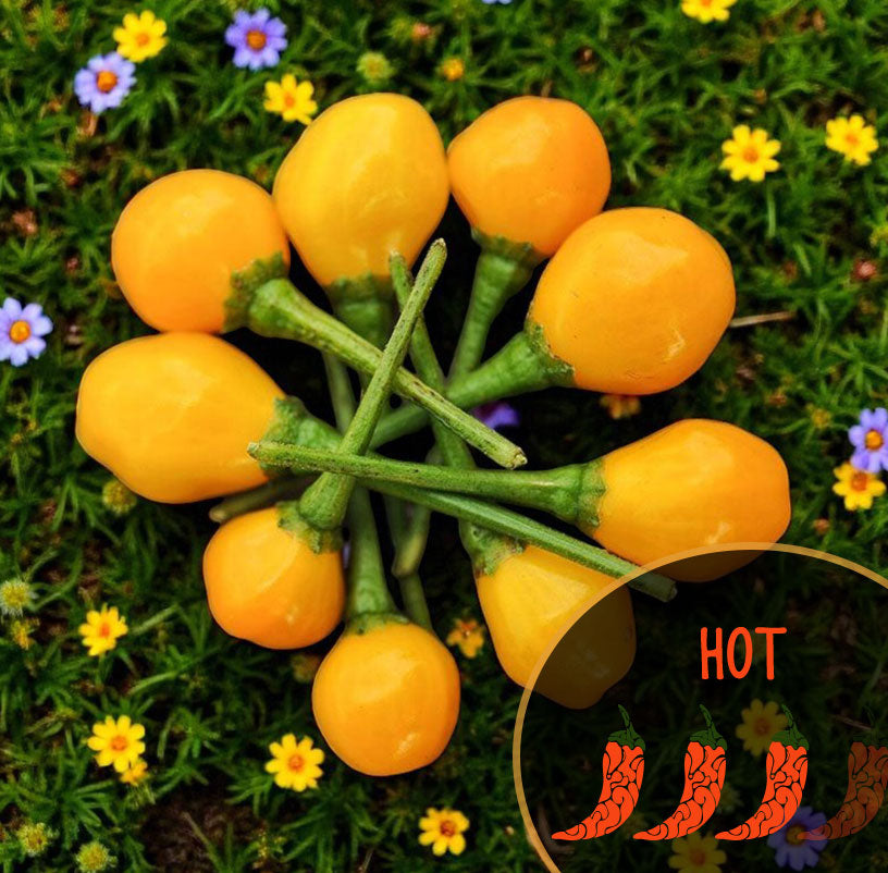 Cluster of yellow Charapita chili peppers on a green background with flowers