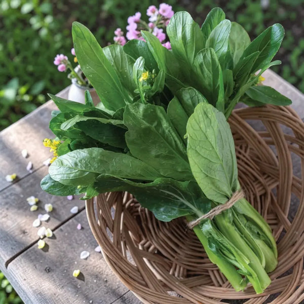 Choy Sum: Green 70D Improved