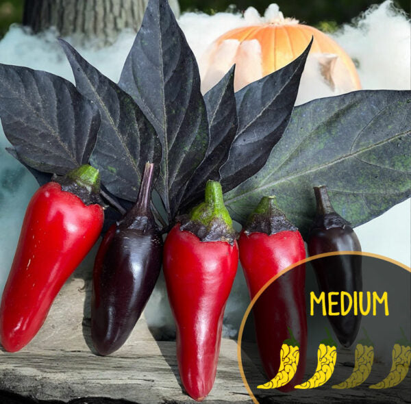 Red and purple Count Dacula Peppers with green leaves on a wooden surface.
