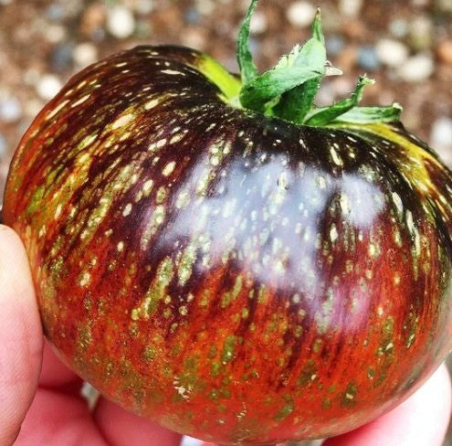 Dark Galaxy Tomato seeds Canada - Rare speckled purple and orange vining tomato - Casa Verde Chef Shop