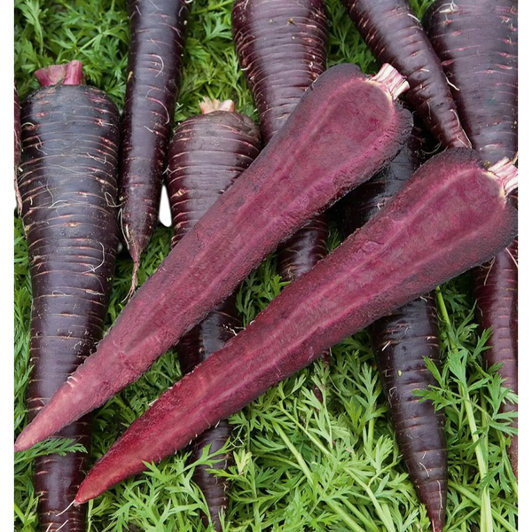 Deep Purple F1 Carrot Seeds (Coated)