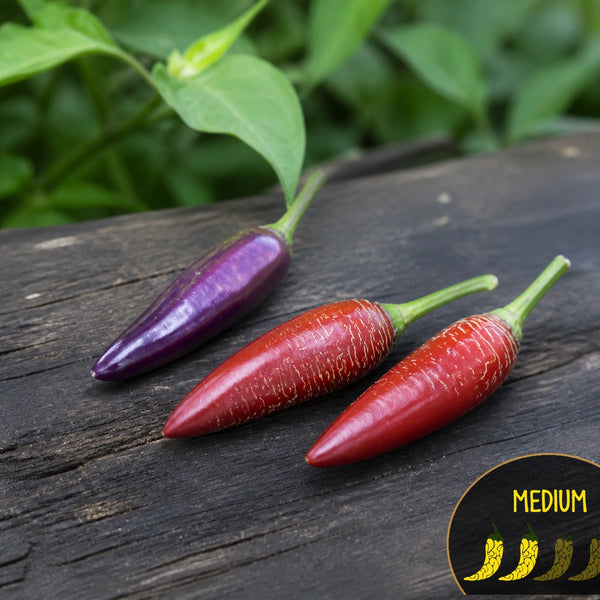 Dreamcatcher x Farmers Market Jalapeno peppers with Casa Verde Medium heat-level badge