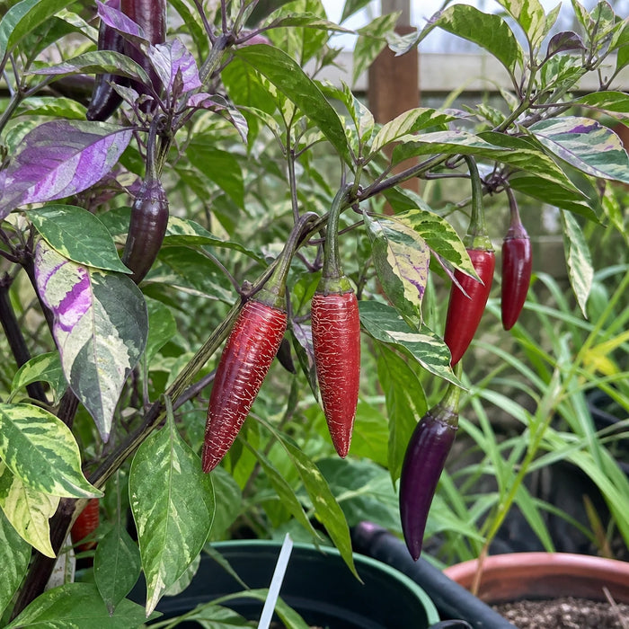 Dreamcatcher x Farmers Market Jalapeno plant with variegated foliage and purple-to-red corked pods
