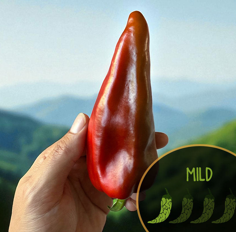 Hand holding a red Grueso de Plaza chili pepper with a green background and 'MILD' label.
