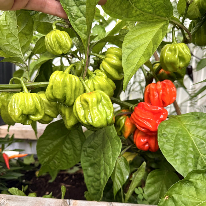 Habanero El Remo pepper plant with green and red ripening pods in a wood garden bed