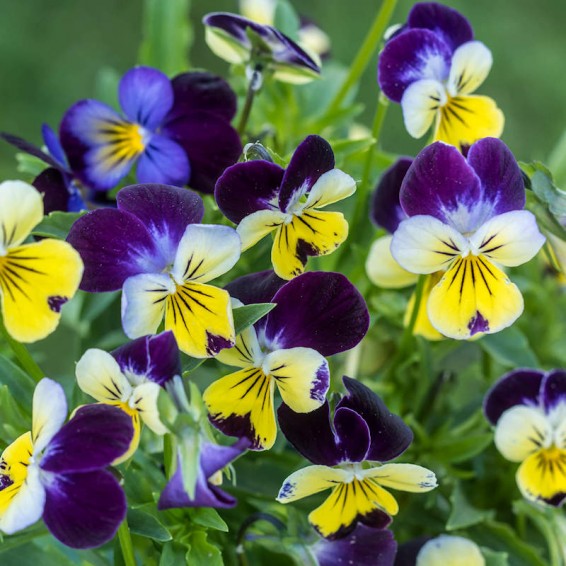 Helen Mount Viola Tricolor Seeds - helen mount viola tricolor edible flower seeds 1