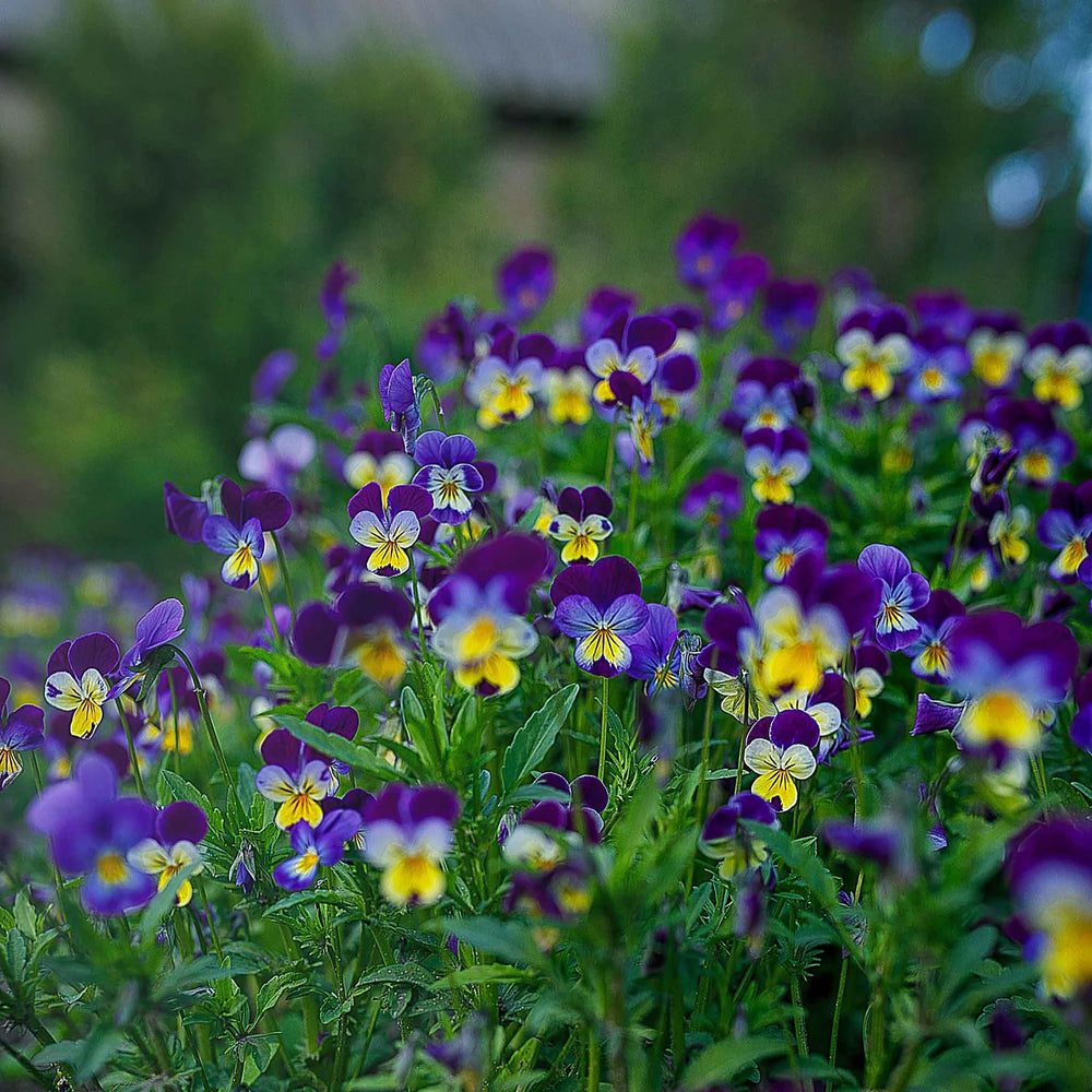 Helen Mount Viola Tricolor Seeds - helen mount viola tricolor edible flower seeds 2