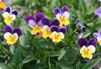 Helen Mount Viola Tricolor Seeds - helen mount viola tricolor edible flower seeds 3