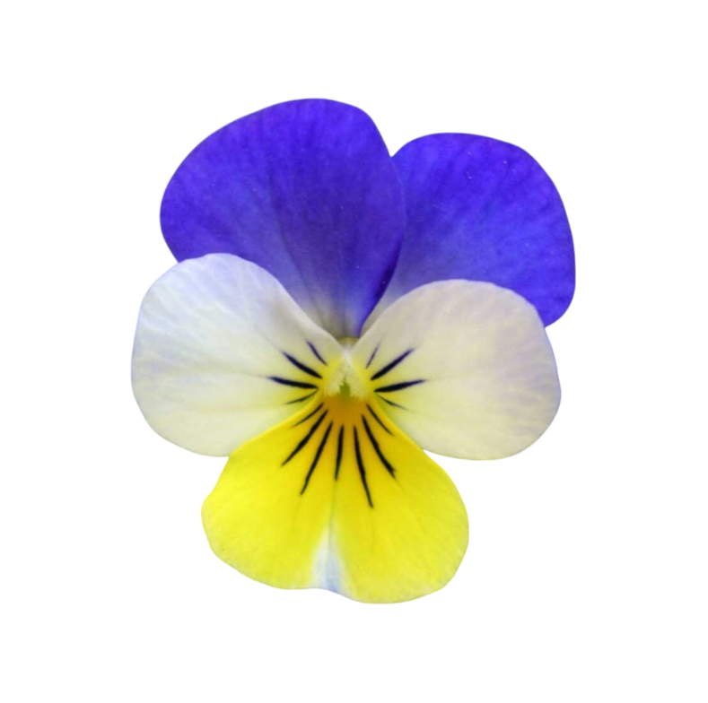 Helen Mount Viola Tricolor Seeds - helen mount viola tricolor edible flower seeds