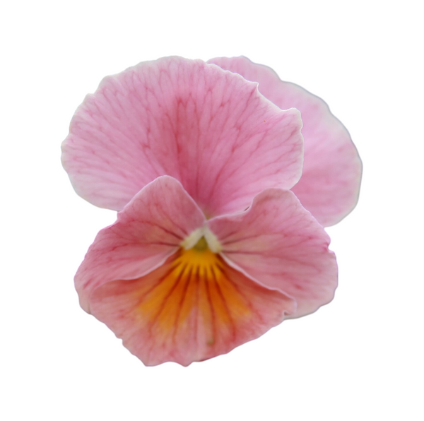 Imperial Antique Shades F1 Viola X Wittrockiana