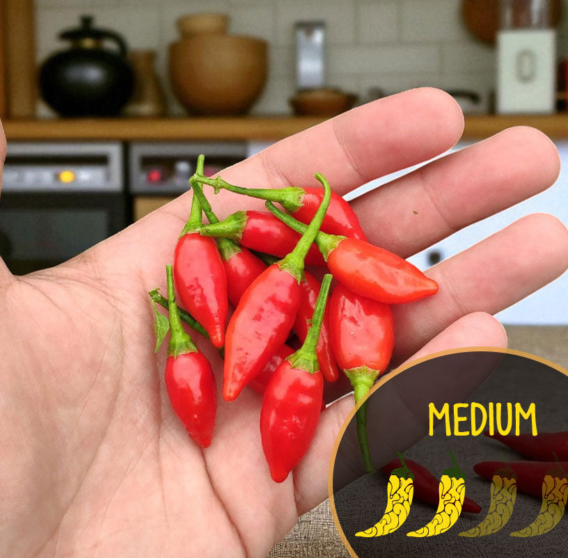 Hand holding a bunch of Inca Red Drop chili peppers with a 'Medium' label in the corner.