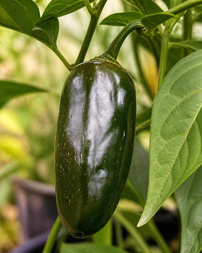 Polished close-up of a green La Bomba II Jalapeno pepper on the plant