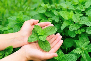 Lemon Balm Seeds - lemon balm herb seeds