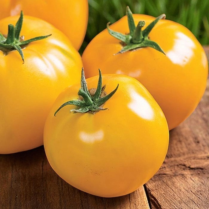 Yellow Boy tomatoes with green stems on a wooden surface