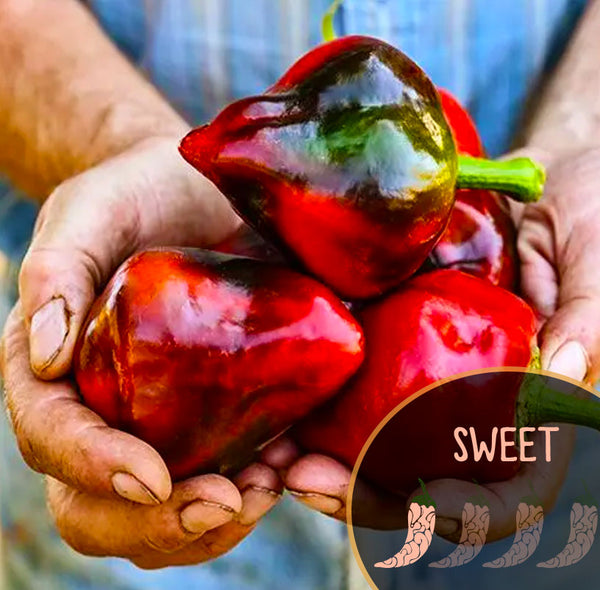 Leysa peppers held in hands with 'SWEET' label on a blurred background