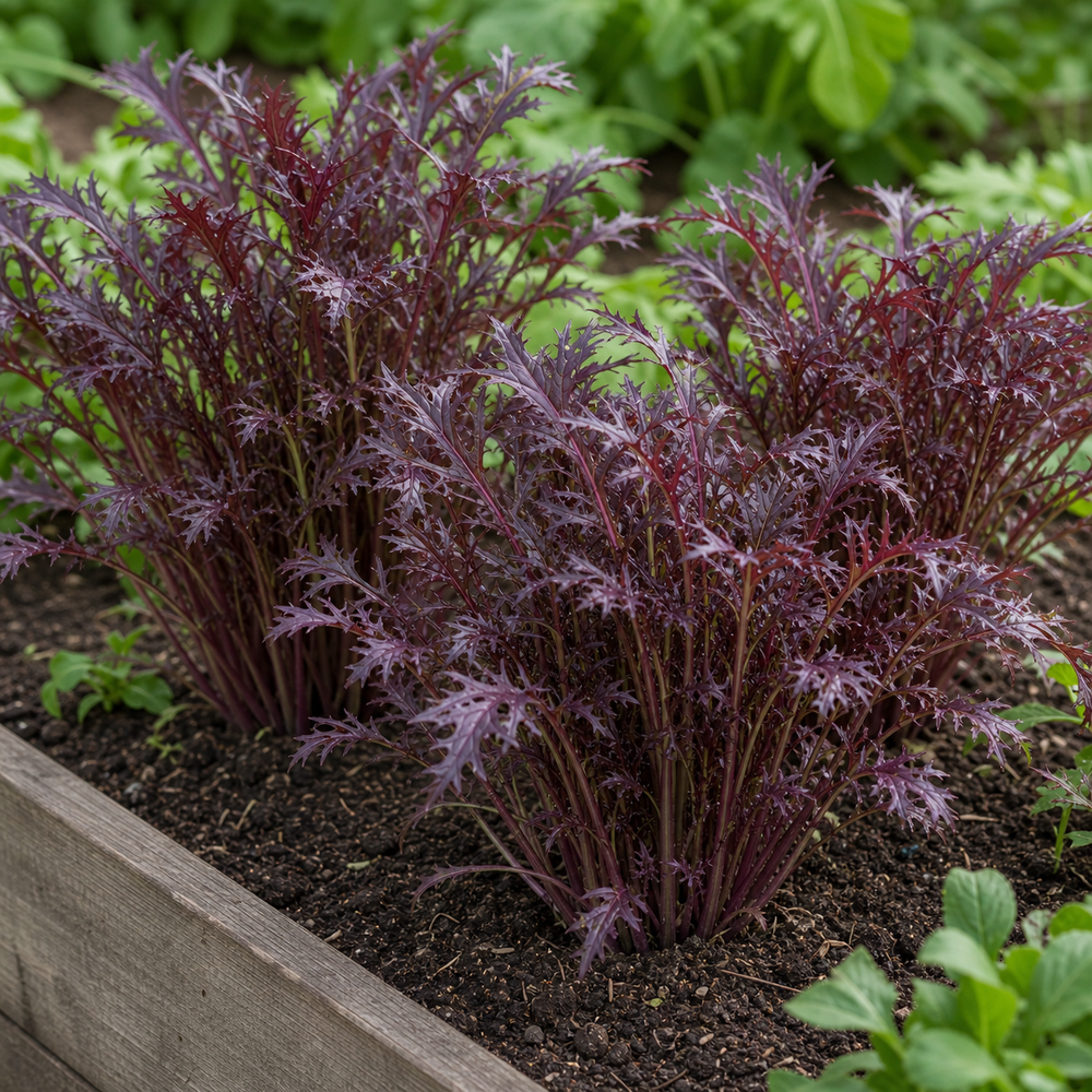 Miz America Red Mustard Seeds growing in the garden