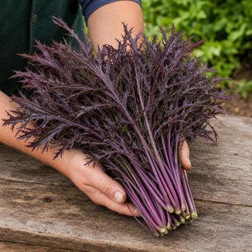 Miz America Red Mustard Seeds freshly harvested