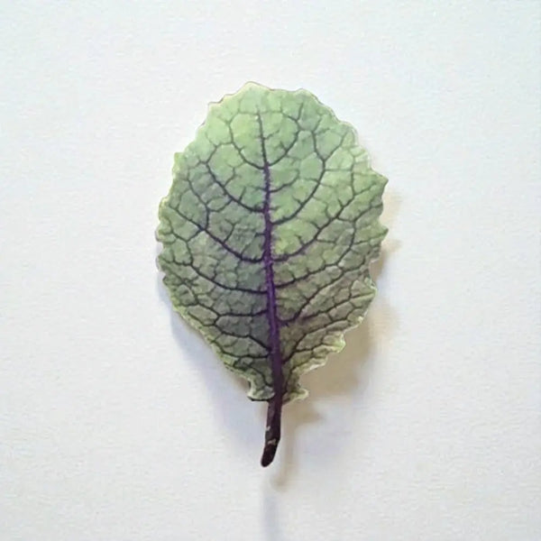 Moonshadow Mustard Green