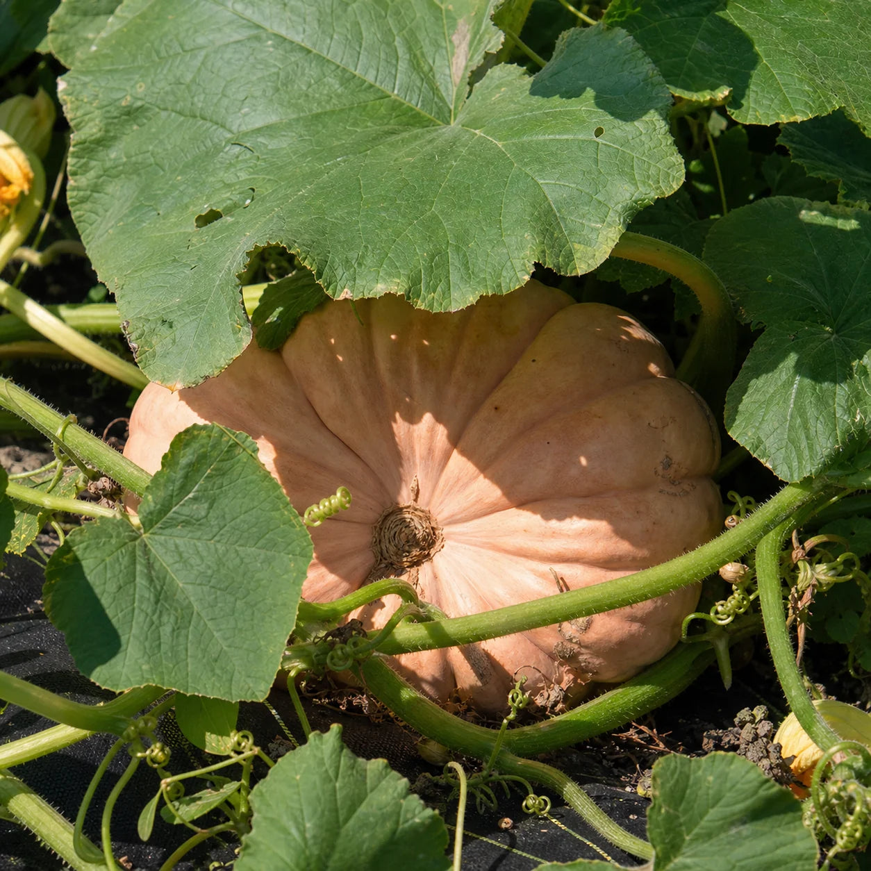 Moranga Portuguese pumpkin growing on vines with pale peach ribbed skin