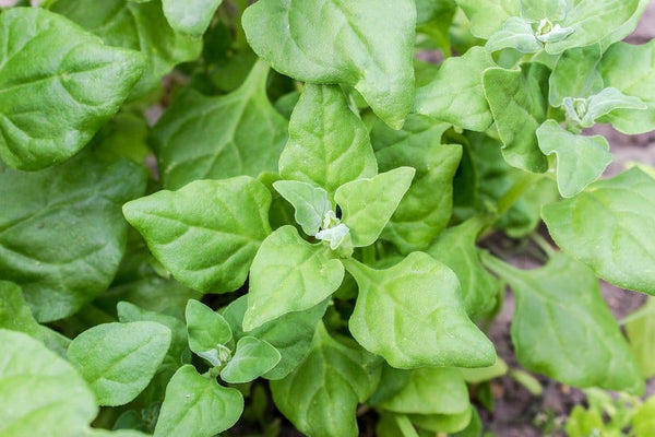 New Zealand Spinach