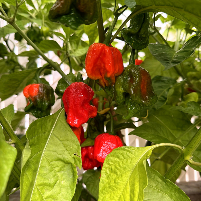 Edited close-up of No Heat Primo peppers ripening from green to orange and red on the plant