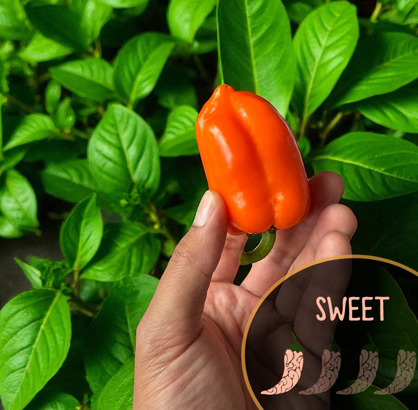 Hand holding a bright orange glow bell long sweet pepper with green leaves in the background