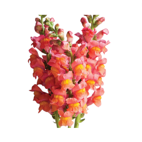 Potomac Dark Orange Snapdragon