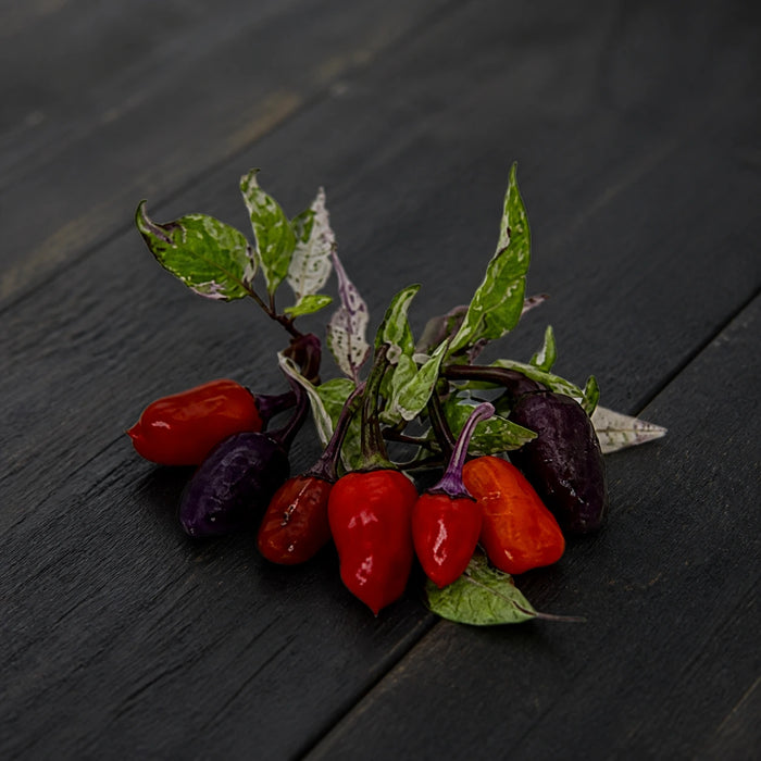 Purple Delight Gephardt x Golden Nugget harvest with purple, red, orange pods and variegated foliage
