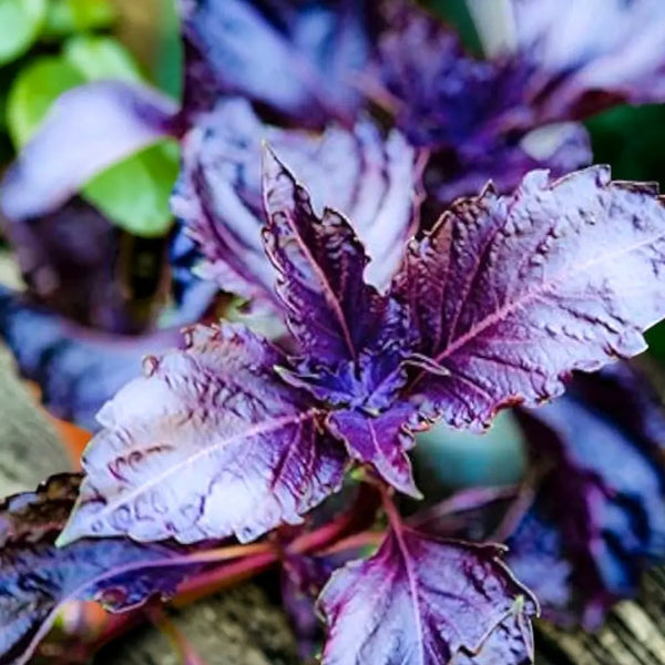 Basil: Purple Ruffles